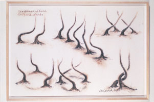 Six Groups of Larch, 1990 / 
pastel on paper / 
32 1/2 x 48 in (82.6 x 121.9 cm)