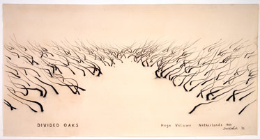 Divided Oaks, 1992 / 
charcoal and pastel on paper / 
42 x 83 in (106.7 x 210.8 cm) (fr)