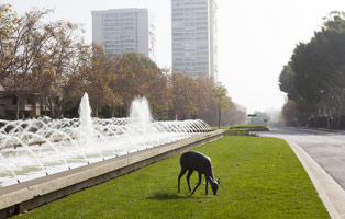 Gwynn Murrill<br>
Deer 7, 2002<br>
bronze<br>
41 x 52 x 16 in. (104.1 x 132.1 x 40.6 cm)