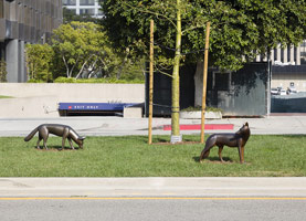 Gwynn Murrill<br>
Coyote I, 2004<br>
bronze<br>
21 x 51 x 9 in. (53.3 x 129.5 x 22.9 cm)<br>
<br>
Coyote VII, 1996<br>
bronze<br>
28 x 36 x 13 in. (71.1 x 91.4 x 33 cm)