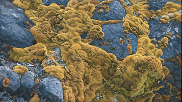 Rock and Moss, 2010 / 
oil on polyester / 
4 x 7 1/8 in (10.2 x 18.1 cm) / 
Private collection 