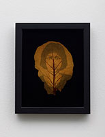 Binh Danh / 
The Botany of S-21 #1, 2006 / 
chlorophyll print and resin / 
Framed: 11 x 9 in. (27.9 x 22.9 cm)