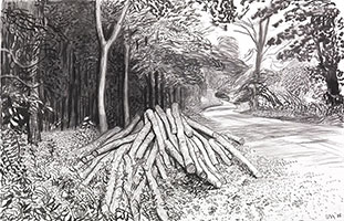 David Hockney / 
Cut Trees - Timber, 2008 / 
Charcoal on paper / 
Image Credit: Richard Schmidt 