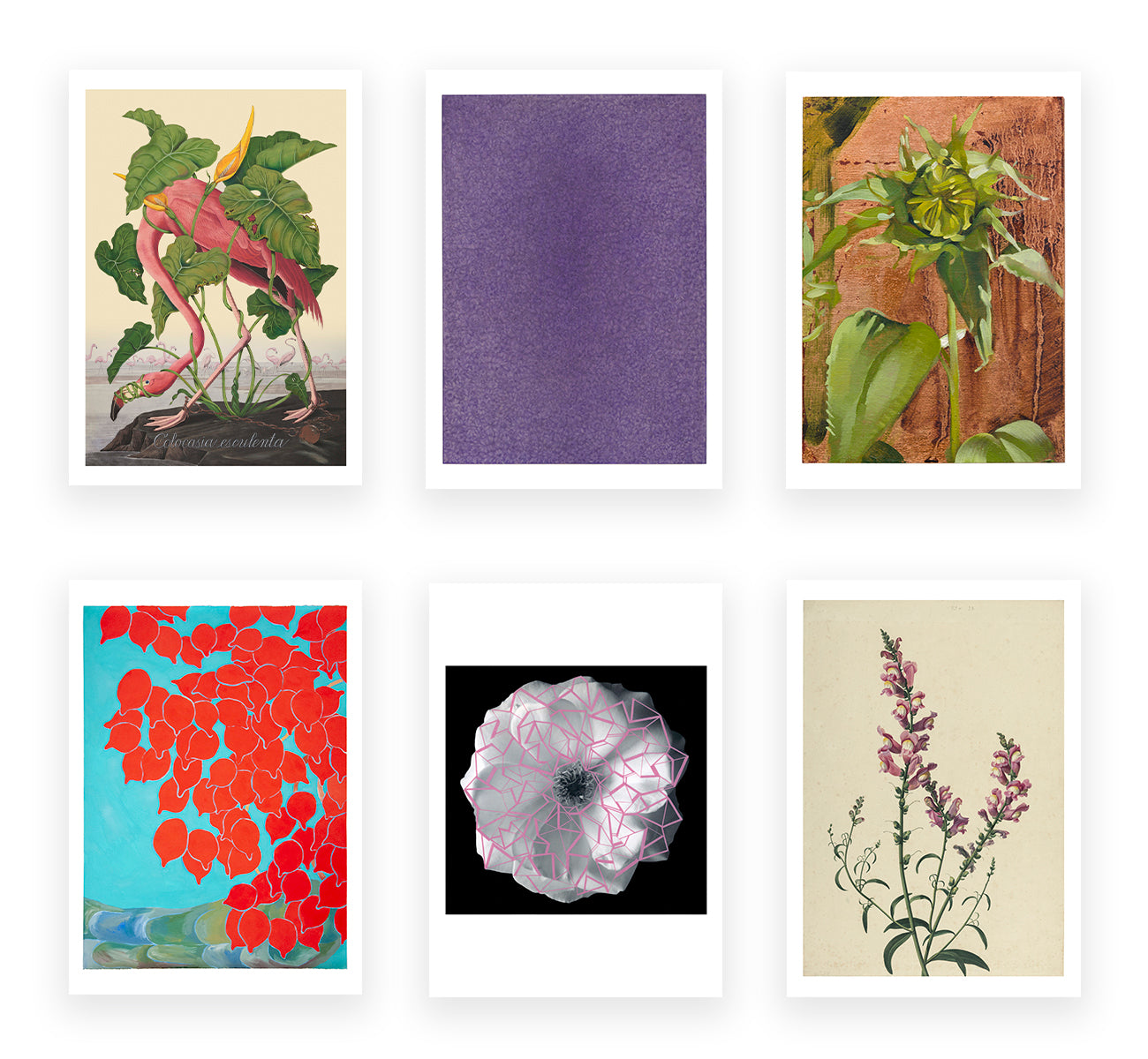  The Flower Show 
 POSTCARD SET