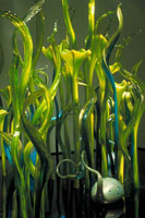 Mille Fiori V, 2004 / 
blown glass / 
90 x 145 x 145 in (228.6 x 368.3 x 368.3 cm) / 
 / 
Photography by Teresa N. Rishel